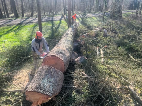 élagage et abattage d'arbres dans le 77